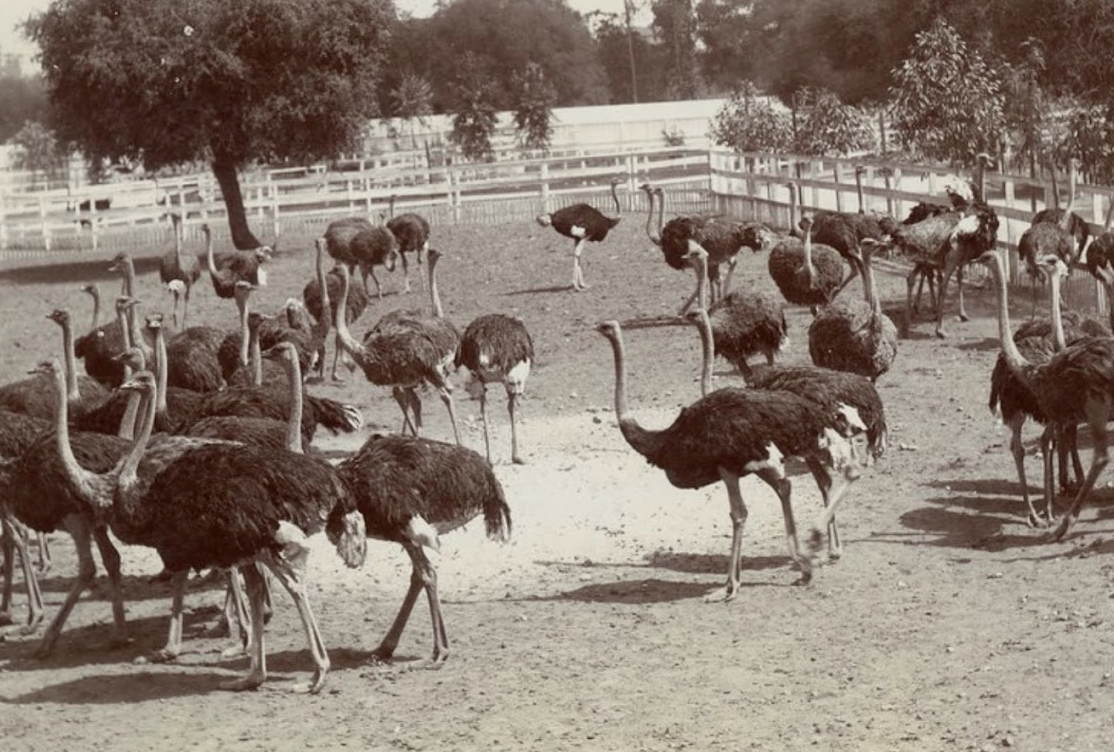 jesse-cawston-ostrich-farm